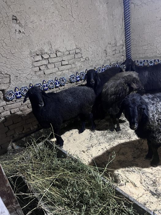 Bog’oz qoylar sotiladi