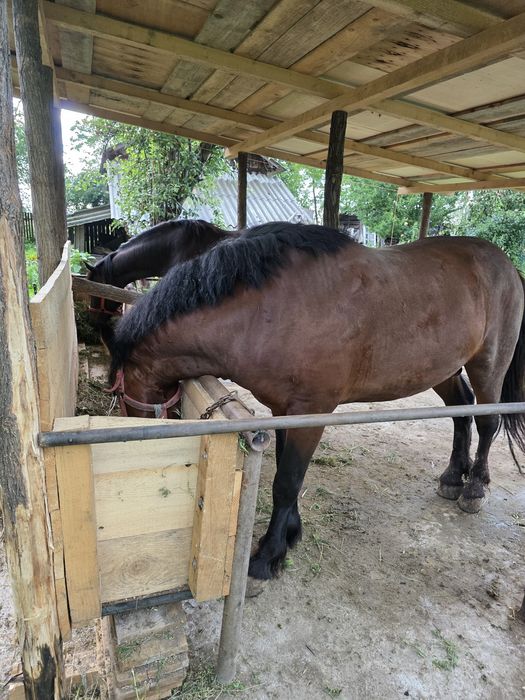 Armăsar 3 ani de vânzare
