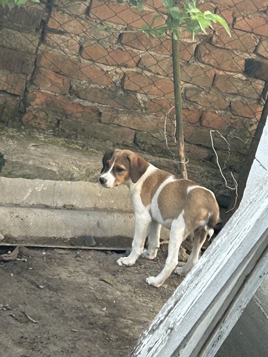 Catei pentru adoptie