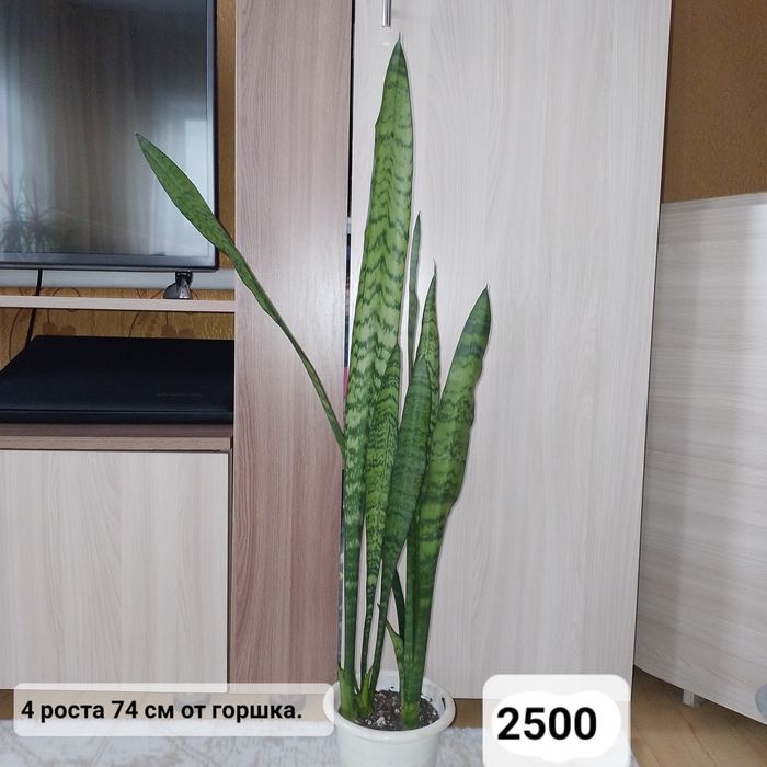 Комнатные цветы.