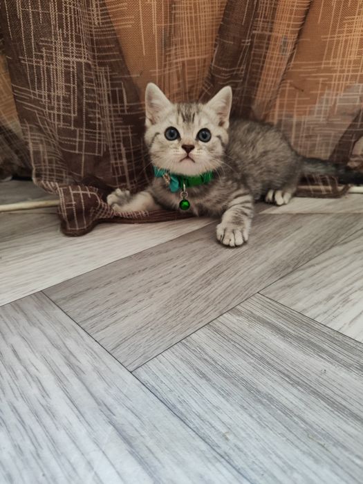 Скоттиш Страйт (мальчик)