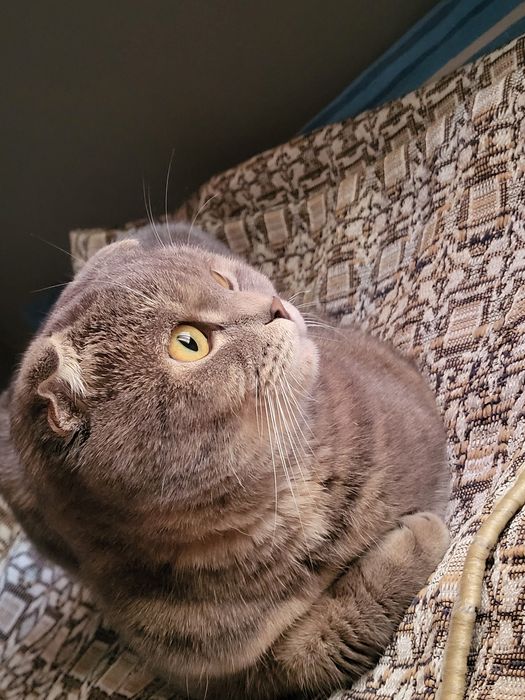 Кошка породы скотиш фолд