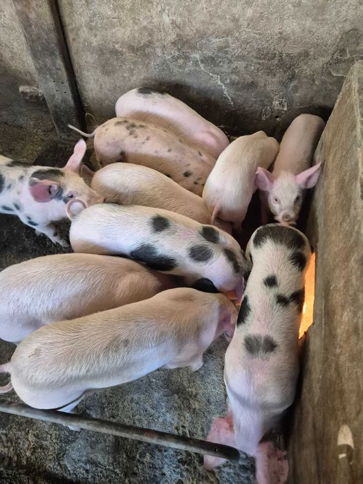 Малки прасета за угояване