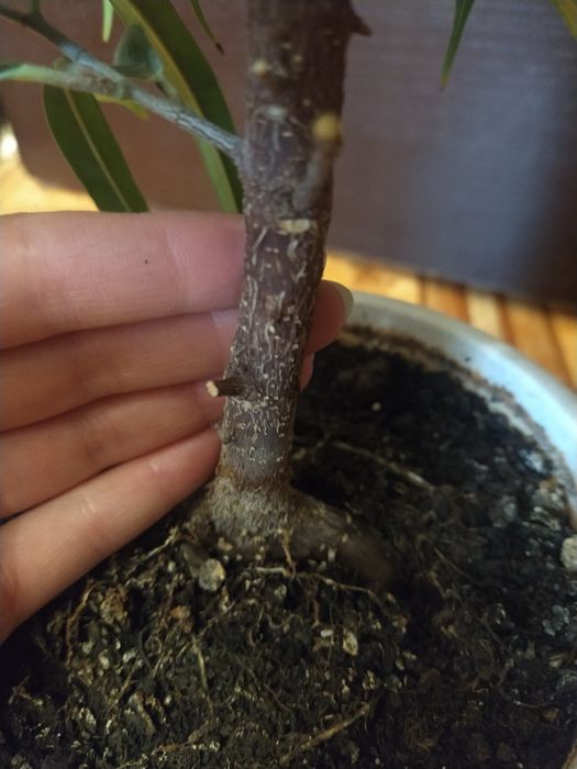 фикус амстел грин голд