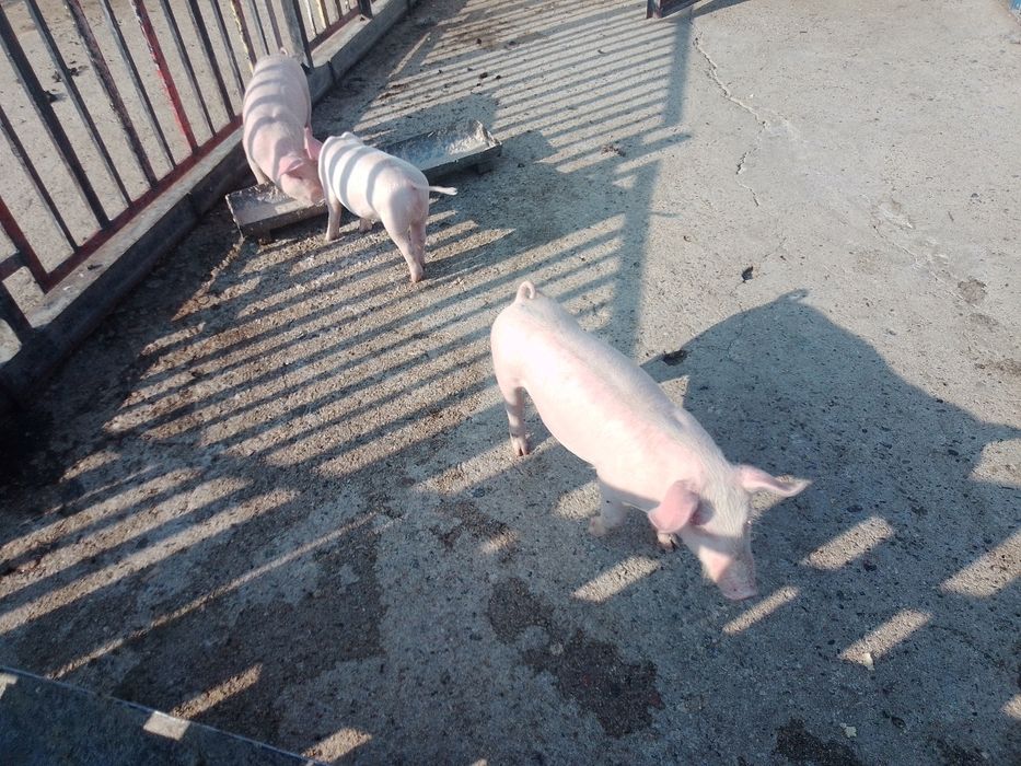 250лв. прасета порода голяма бял поа и ландрас