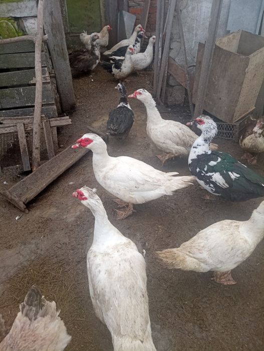 Продам индоуток семья и утки девочки