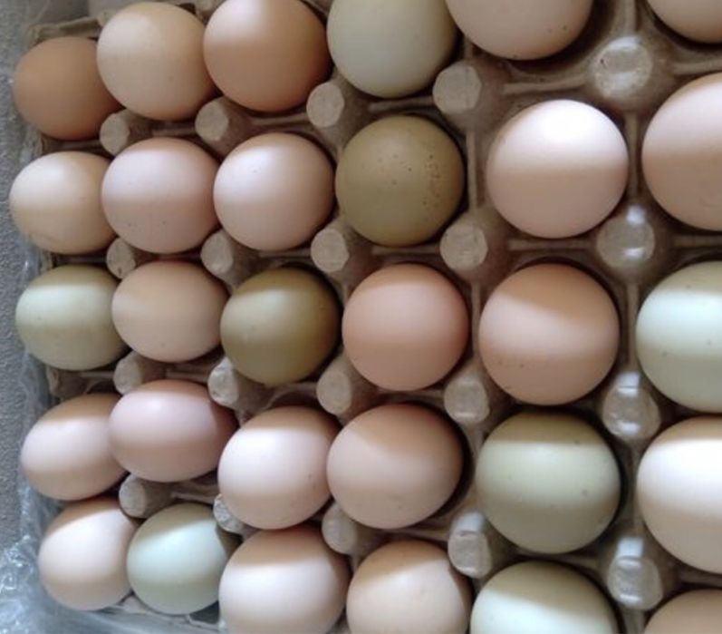 Familii de gaini 3+1 rase mari 1 an