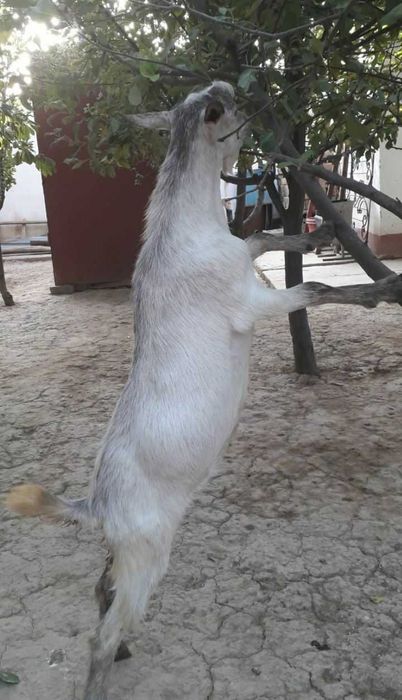 Rus,alpin echki bolalari sotiladi