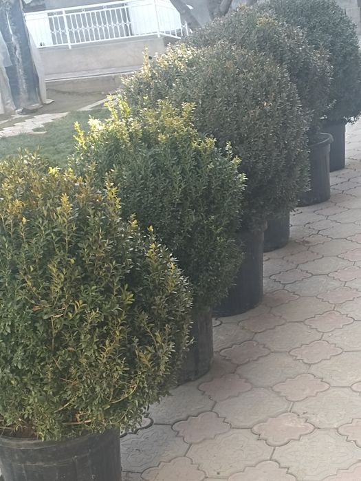 Декларативной шамшод кучатлари сотилади 12 йили