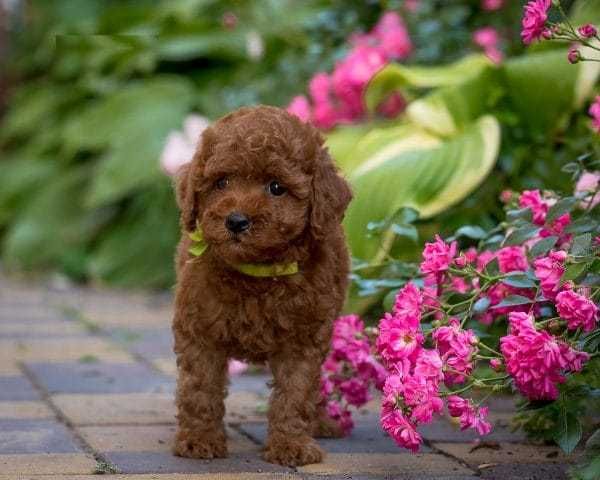 De vanzare fetita foarte frumoasa rasa Pudel talie mini red/transport