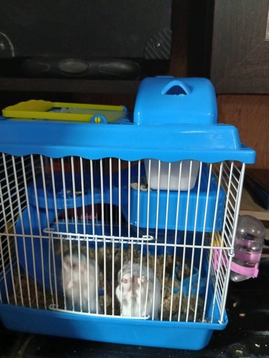 Хомяки с клеткой