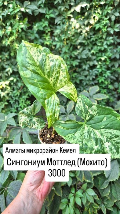 Комнатные растения