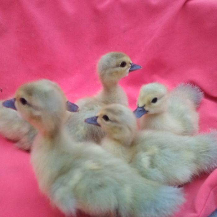 Индоутка (янги Германия линия жужалари)