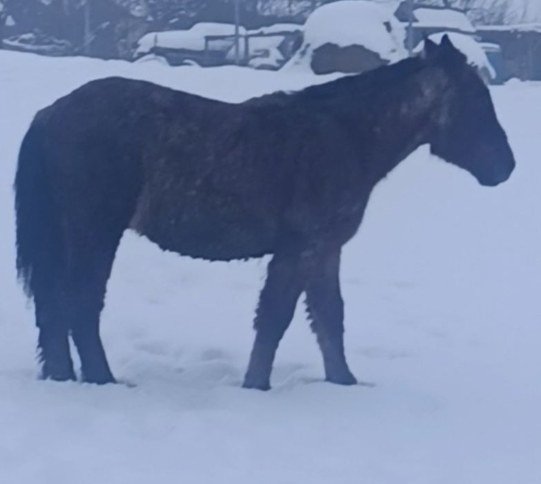 De vânzare sau schimb mânz de 1 an