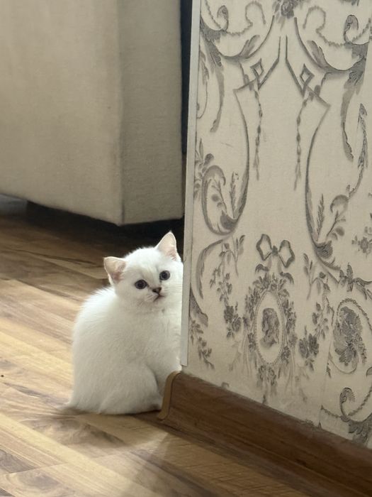 Котенок британская шиншилла 2 месяца девочка