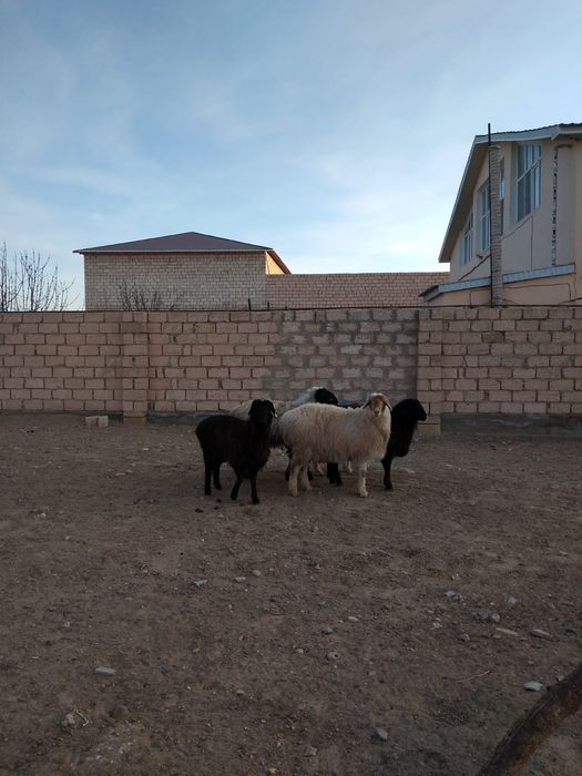 Семіз ісектер сатылады