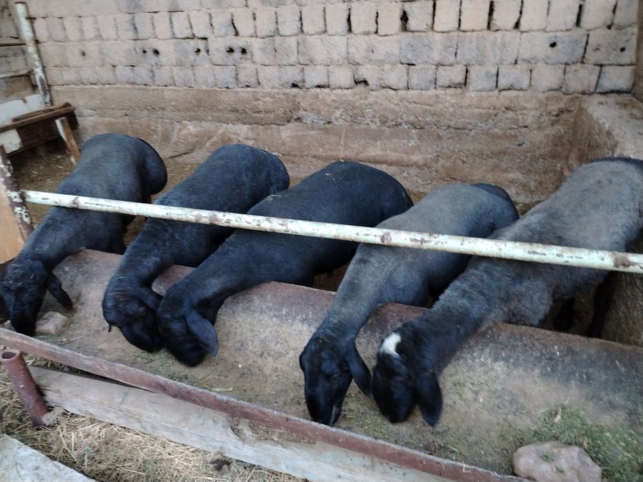 Qo‘chqor qoy  кой куй