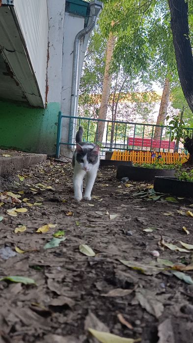 Кошечка только в добрые руки