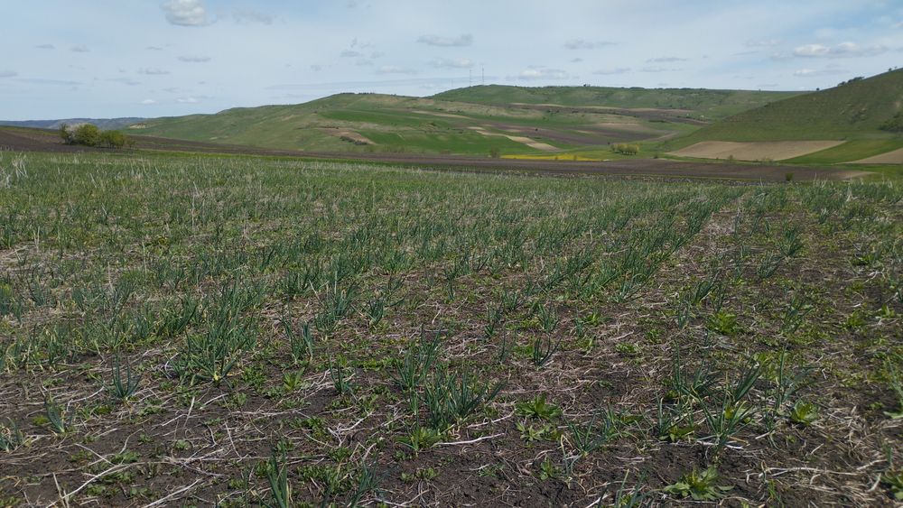Ceapă verde in localitatea Frata
