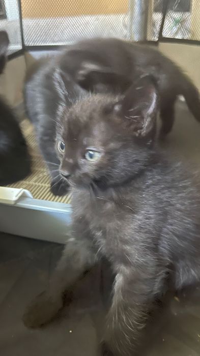 Отдам котят в хорошие руки