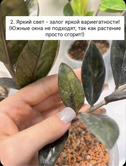 Замиокулькас акебоно вариегатный