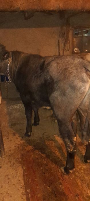 Бычки полторашки