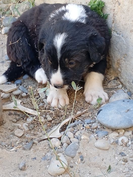 Alabay itlar 1 oylik 2ta erkak 2ta ayol