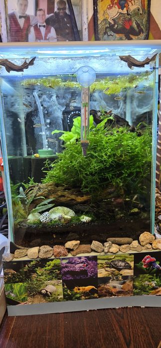 Продавам 10 л.аква със нано риби и ред черита скариди