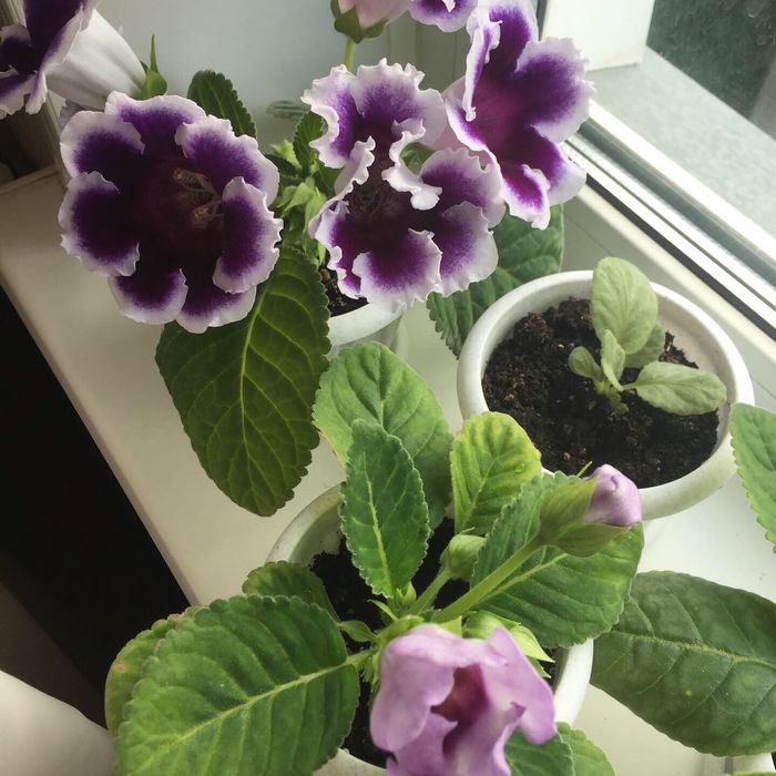 Продам глоксинии