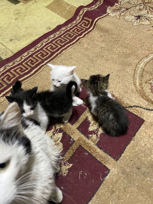 Котята в добрые руки