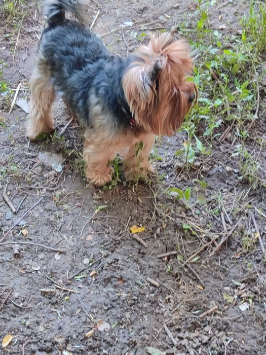 Вязка собак кобель