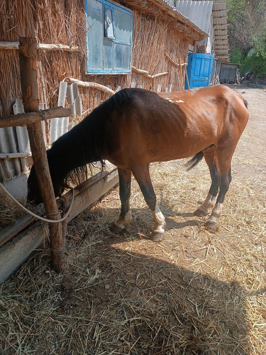 4 өлшемді кеудедегі порнофотосуреттер