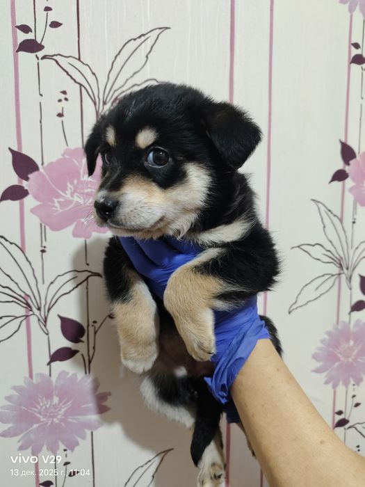 Ищем дом для щенков!