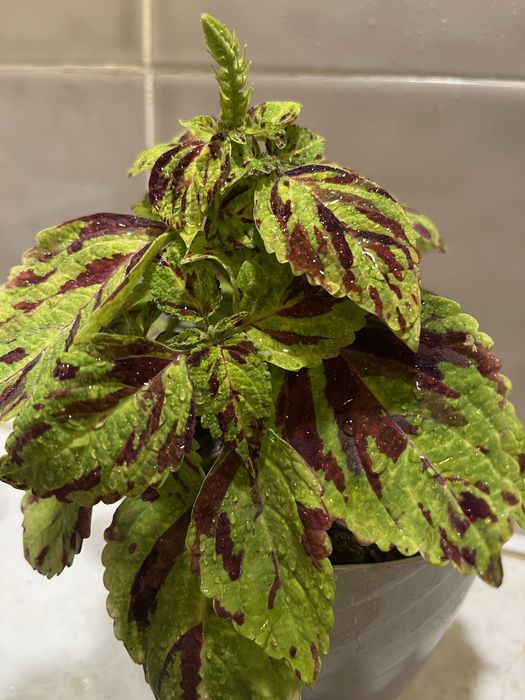 Растение «Колеус»