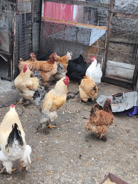 Vând găini de curte