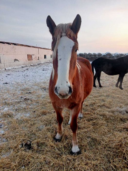Кобылка на продажу