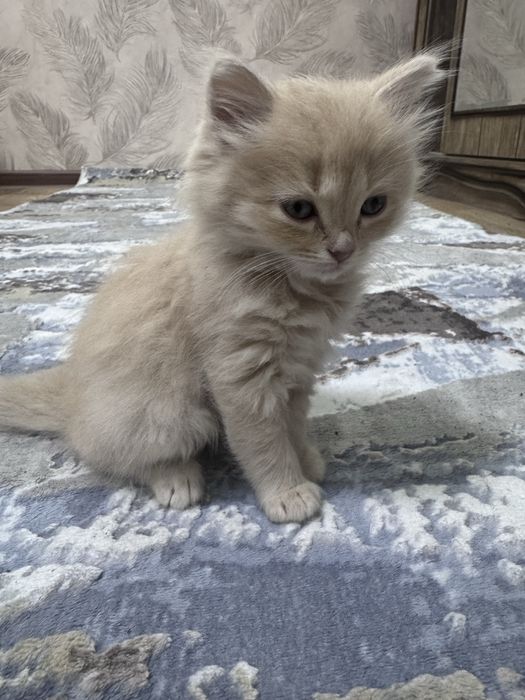 Chiroyli mushukcha sotiladi