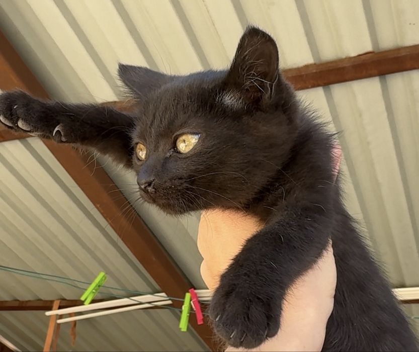 Котята коты и кошки в добрые руки