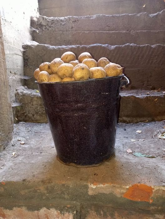 Продам домашний картофель.