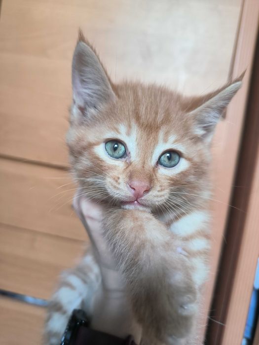 Отдам котят 2 мальчика и девочка