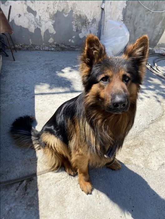 Вязка,Кабель Породистой Овчарки , Ovcharka erkak It juftlash uchun