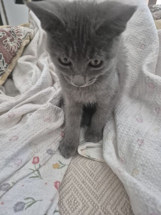 Продам котёнка в хорошие руки