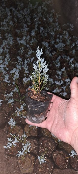 Можжевельник скальный блю эрроу