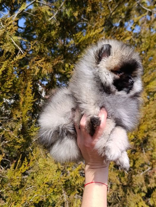 Pomeranian femela mini toy