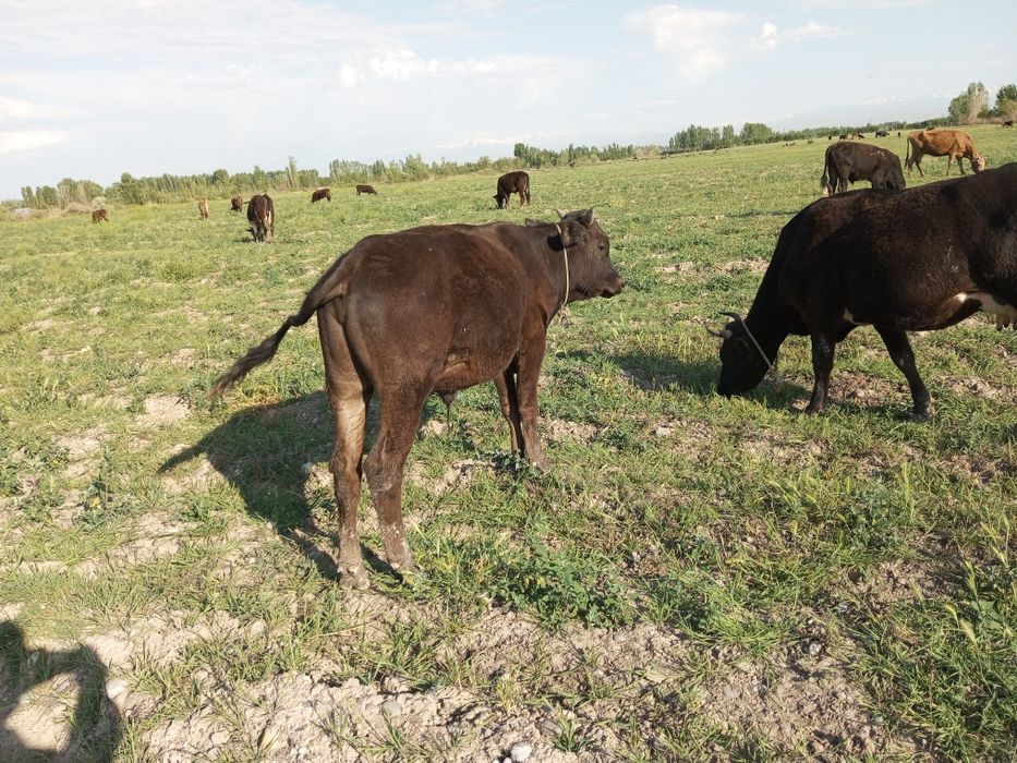 Tadbirkor akalarimiz uchun