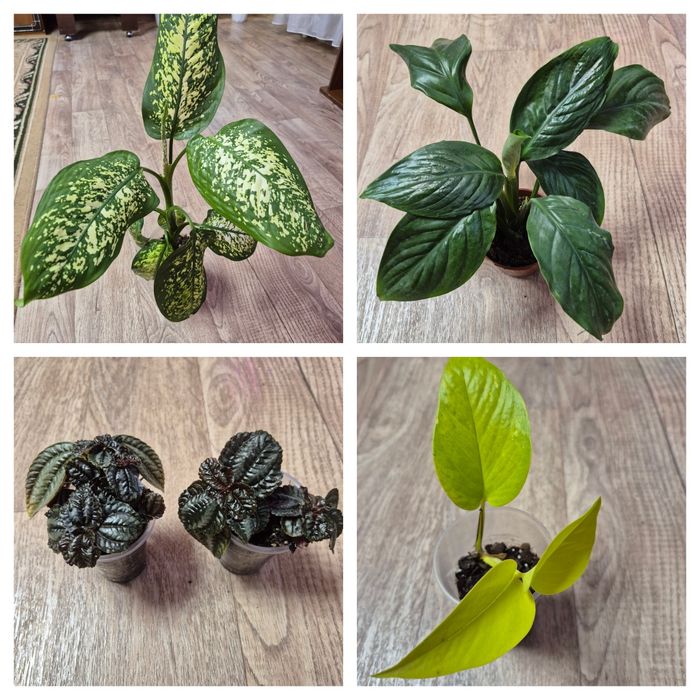 Продам комнатные цветы