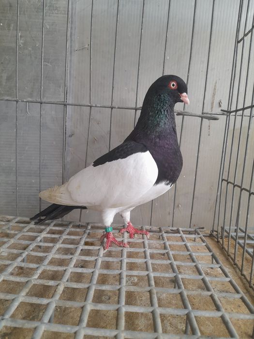 Porumbei Coțofene Germene