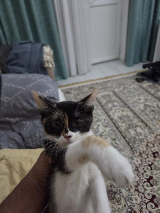 Продам котенка,3 месяца девочка .