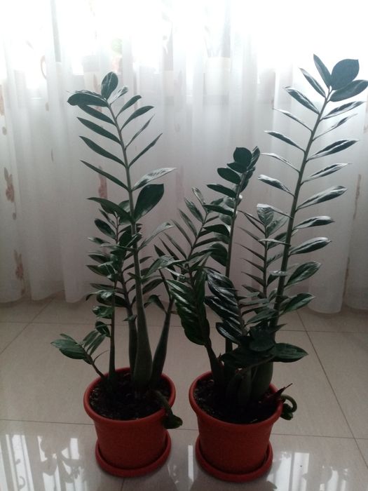 Vând flori superbe Zamioculcas