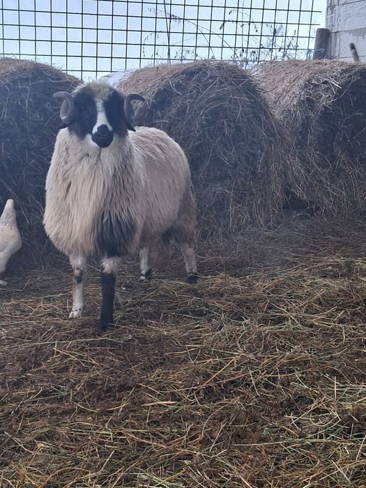 Berbecuti de vanzare